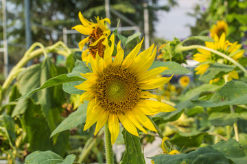 sunflower