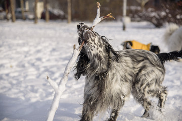 Cute dog, an english setter, catch a stick, running in the snow, enjoying winter