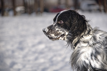 Cute dog, an english setter, catch a stick, running in the snow, enjoying winter