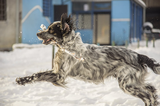 Cute dog, an english setter, catch a stick, running in the snow, enjoying winter
