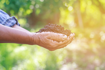 Hands holding a green young plant in morning.