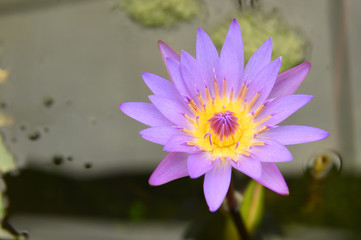 Purple lotus blooming in the garden