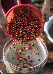 coffee berries after washed in basket