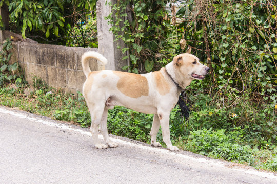 Thai stray dog on road