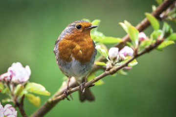 Robin on a branch with white flower buds