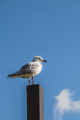 Seagull