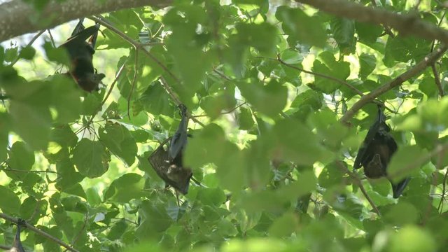 Flying fox hangs on a tree branch