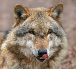Fototapeta premium Grey Wolf licking its mouth