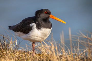 Common pied oystercatcher