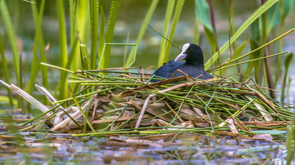 Breeding Common Coot