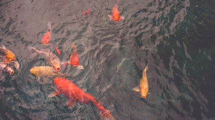  Pet goldfish in the pond. 