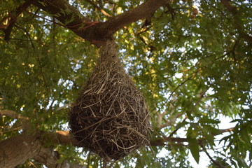 Nido de oropendola