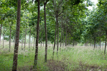 Rubber plantation which has grass, Hevea garden in Thailand.