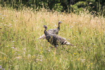 Wild turkeys