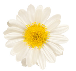 Single white flower isolated on white