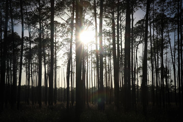 silhouetted forest at sunset