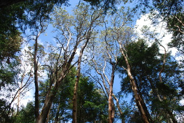 Birch Among the Evergreens