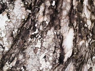 The black and white Tree Bark texture background
