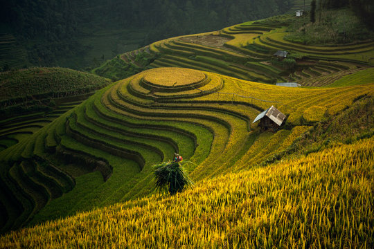The Rice Fields On Terraced Of Mu Cang Chai, In Northern Vietnam.