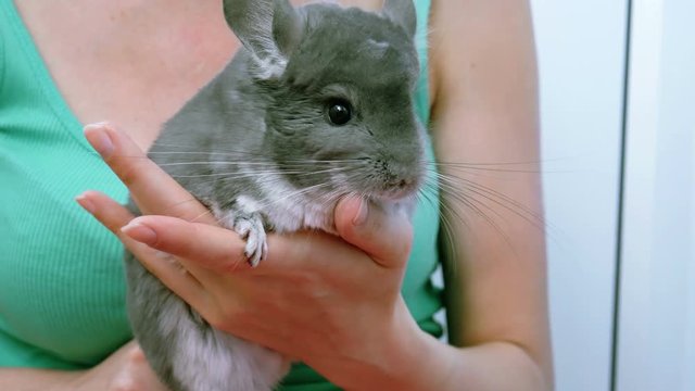 A grey chinchilla on hands of young woman