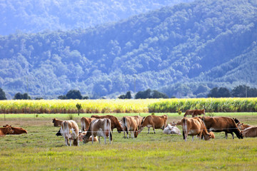 Fototapeta na wymiar Grazing dairy Hereford cows in a pasture