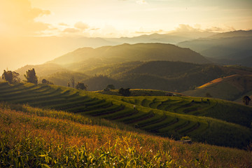 he Rice Fields On Terraced Of Pa Bong Pieng, Mae Chaem, Chiang Mai, In Northern Thailand.