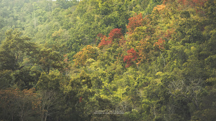 Romantic Road Autumn Springtime Popular Travel Tourist Beautiful at Doi Ang Khang ,Chiang Mai ,Thailand.