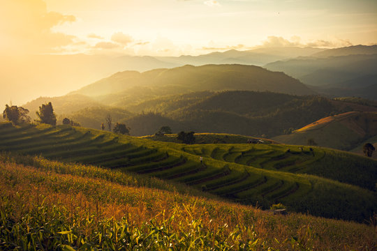 he Rice Fields On Terraced Of Pa Bong Pieng, Mae Chaem, Chiang Mai, In Northern Thailand.