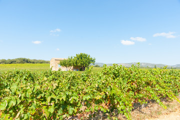 Fototapeta na wymiar French vineyards under blue sky with old stone cottage and blue shutters by tree
