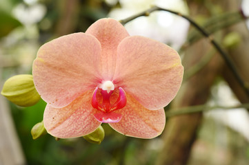 Close up shot of beautiful orchid