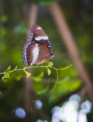 Obraz na płótnie Canvas Closeup outdoor Butterfly