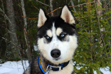 mushing, husky, husky, blue-eyed, harsh, harsh, angry, scary