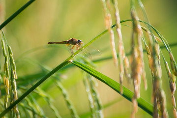 rice fields in countryside.