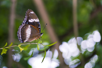 Obraz na płótnie Canvas Butterfly closeup