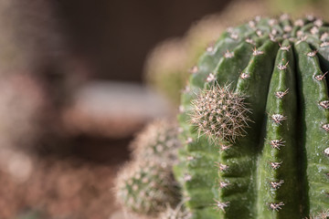 Naklejka na ściany i meble Texture and thorn on cactus, closeup shot.