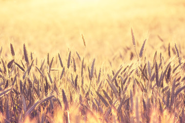 Field of ripe wheat on colorful sunset