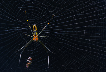Spider hunter