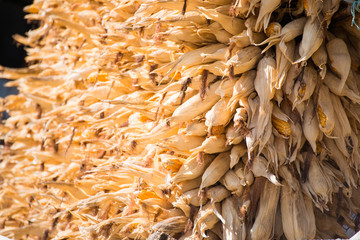 Dried corn for cooking hang on the home