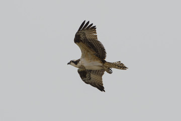 Osprey fishhawk flying by with wings spread