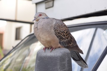 キジバト