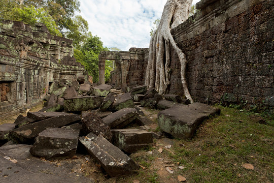 Overgrown tree and ancient temples in Cambodia 
