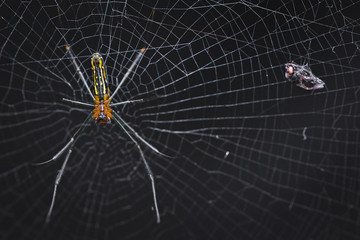 Spider and Flies