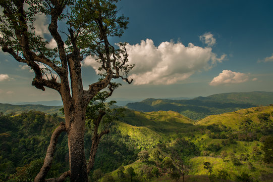 Fototapeta Summer landscape. Green hill and blue sky in forest Thailand