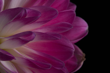 Pink Dahlia/Beautiful pink dahlia