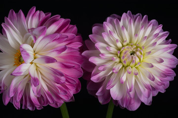 Pink Dahlia/Beautiful pink dahlia