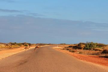Kangourous traversant la route