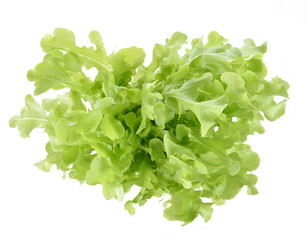 Plakat fresh green lettuce leaves isolated on white