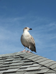 Seagull