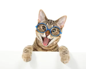 Printed roller blinds Cat Happy bengal cat wearing glasses looking over a sign