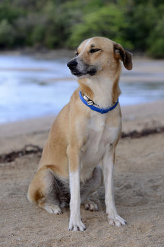 Haushund am Strand von Madagaskar